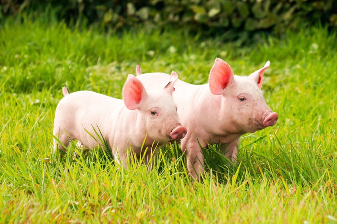 Domestic_pig_Grass_Two_482707.jpg